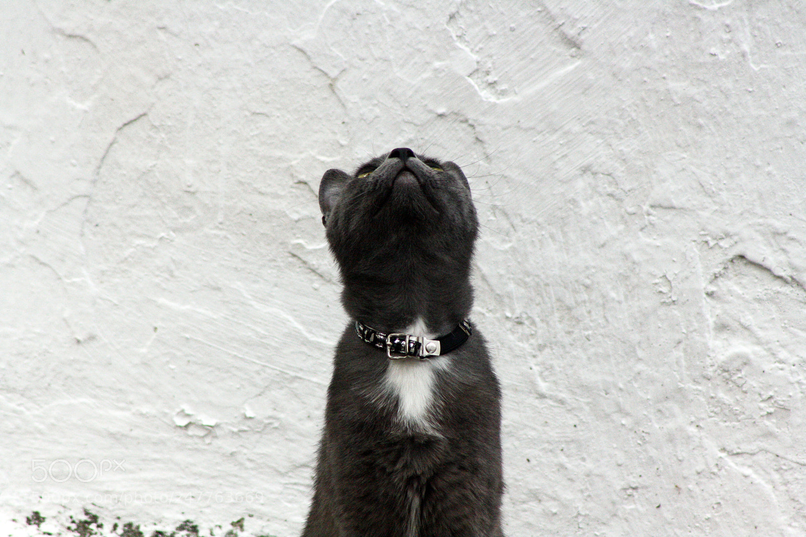 Canon EOS 1000D (EOS Digital Rebel XS / EOS Kiss F) sample photo. Cat on the hunt photography