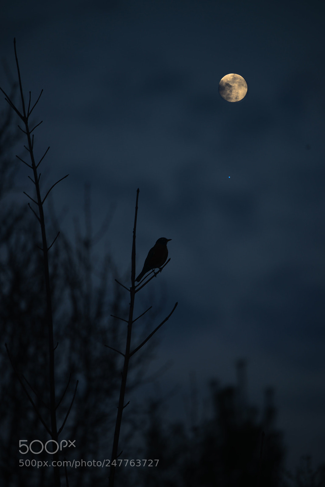 Nikon D800 sample photo. Forlorn photography