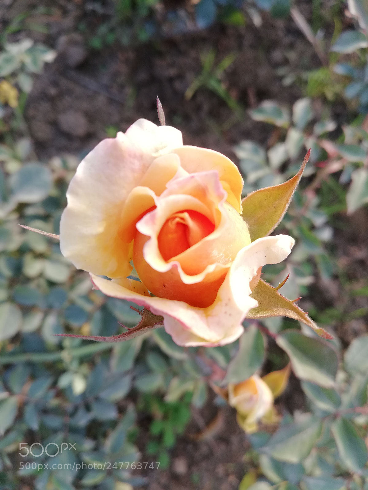 HUAWEI Mate 10 Lite sample photo. Untitled photography