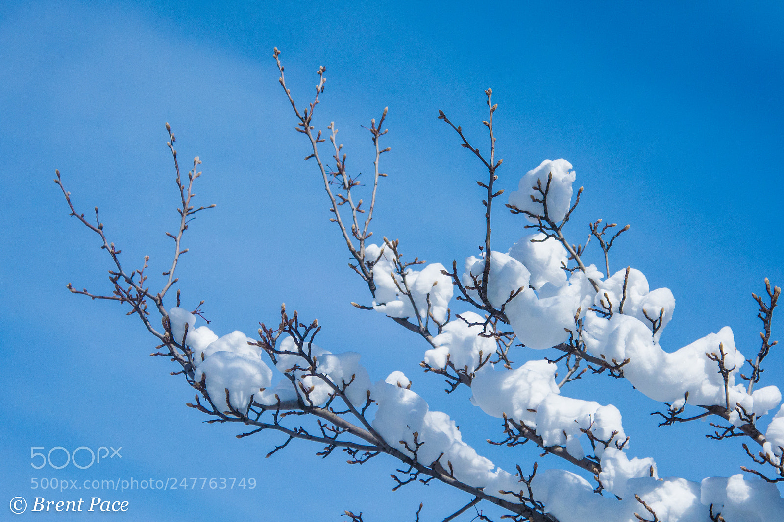 Nikon D7100 sample photo. Budding trees after february photography