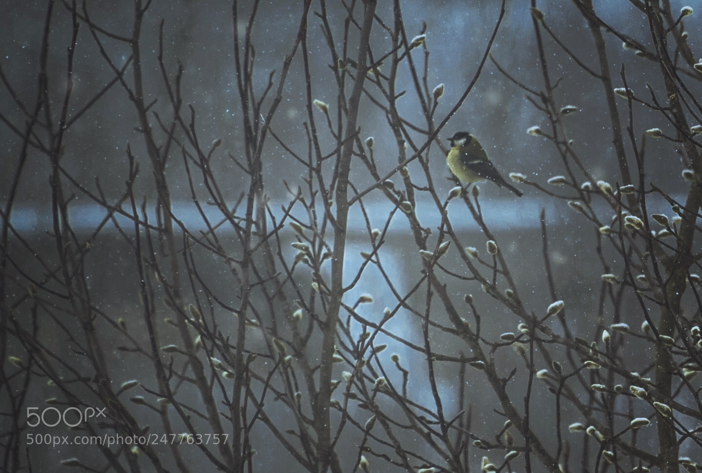 Nikon D810 sample photo. Winter chills photography