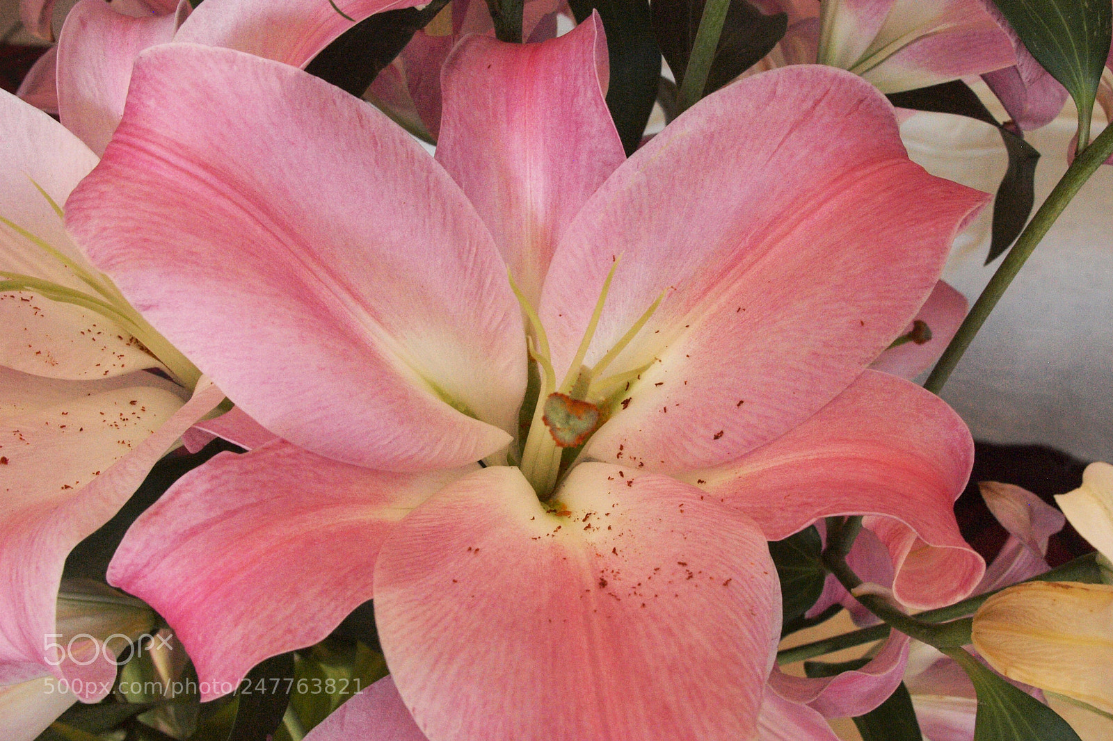 Olympus E-620 (EVOLT E-620) sample photo. Pretty in pink. photography