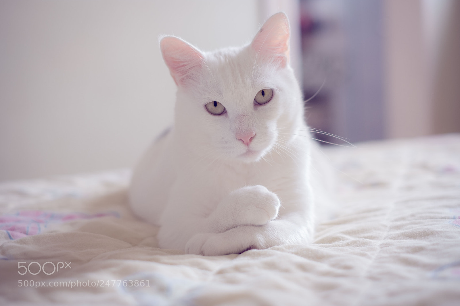 Fujifilm X-T2 sample photo. Untitled photography