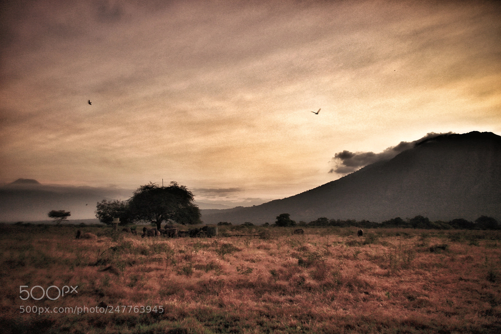 Canon EOS M sample photo. Grass land baluran photography