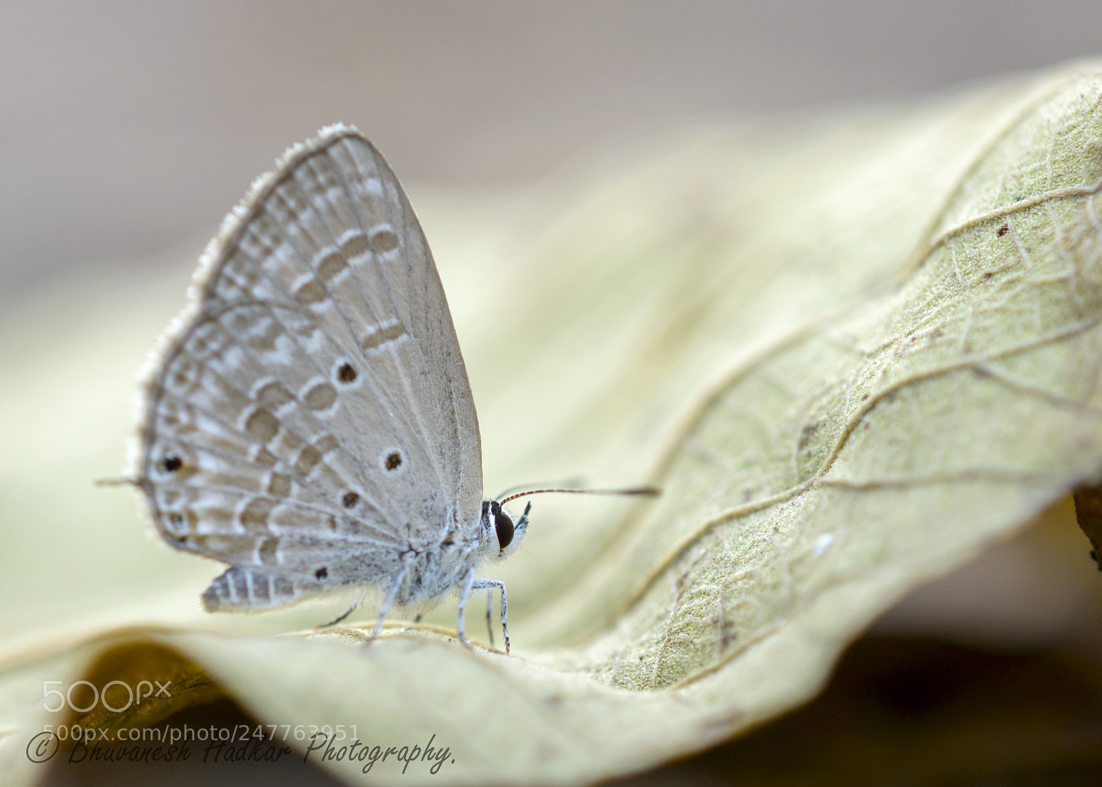 Nikon D800 sample photo. Small cupid. photography