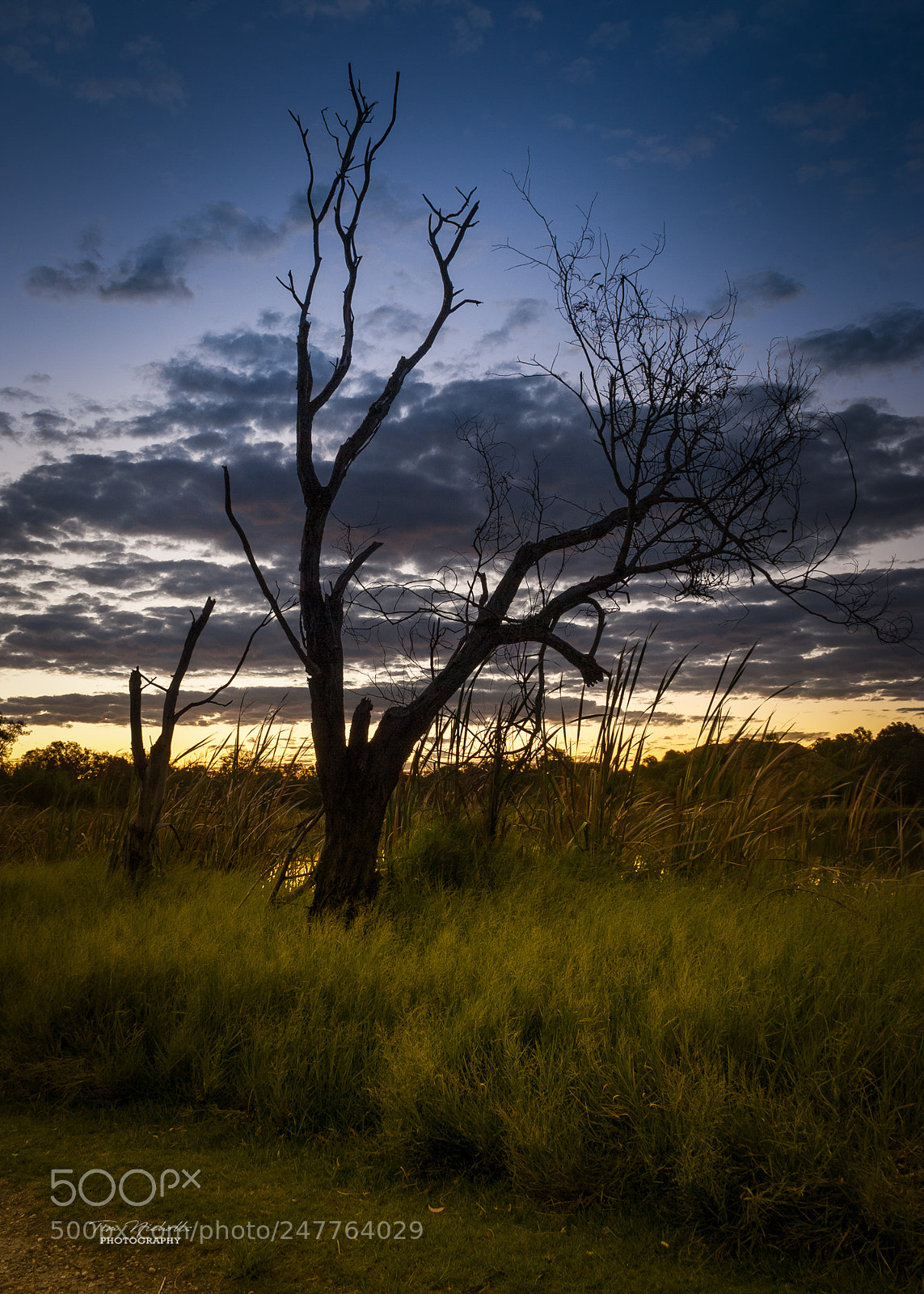 Nikon D60 sample photo. Dark tree at sunset photography
