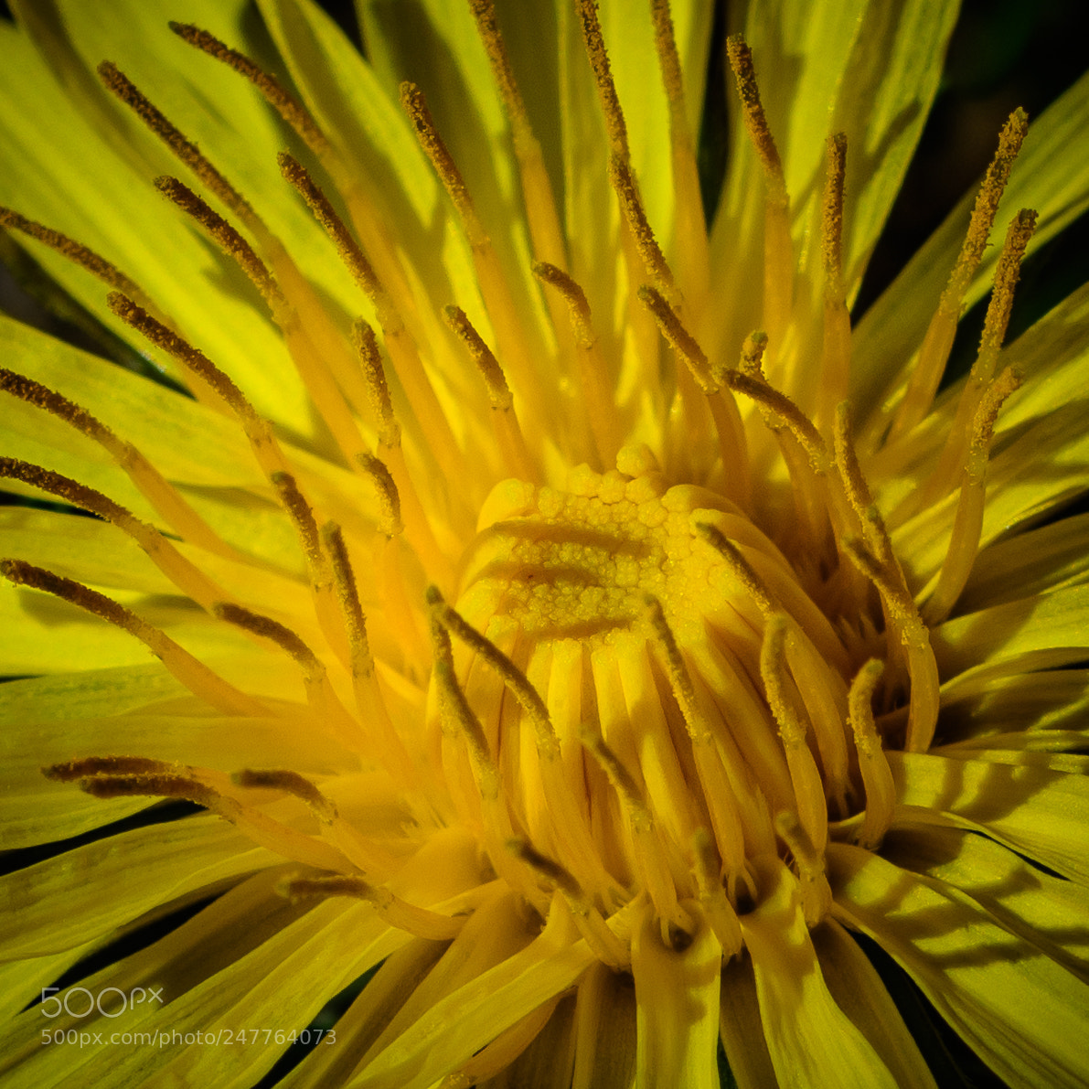 Nikon D7100 sample photo. Flower photography