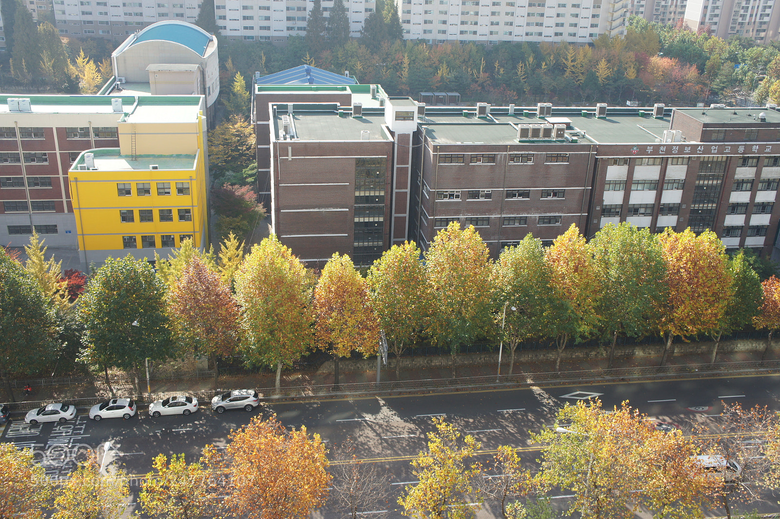 Sony Alpha NEX-5 sample photo. Colorful maple photography
