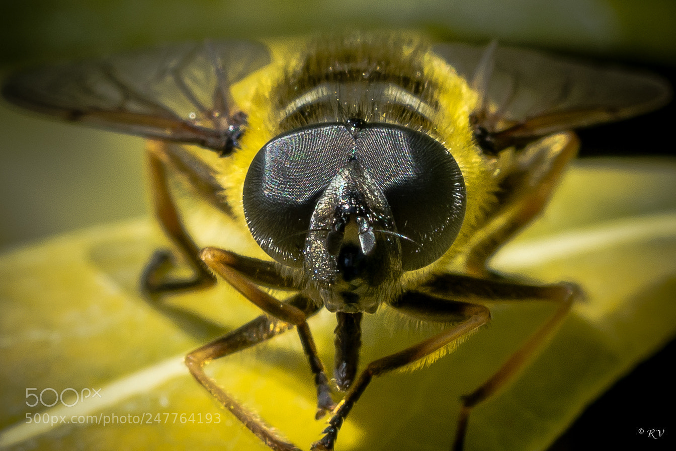 Nikon D7100 sample photo. Wasp photography