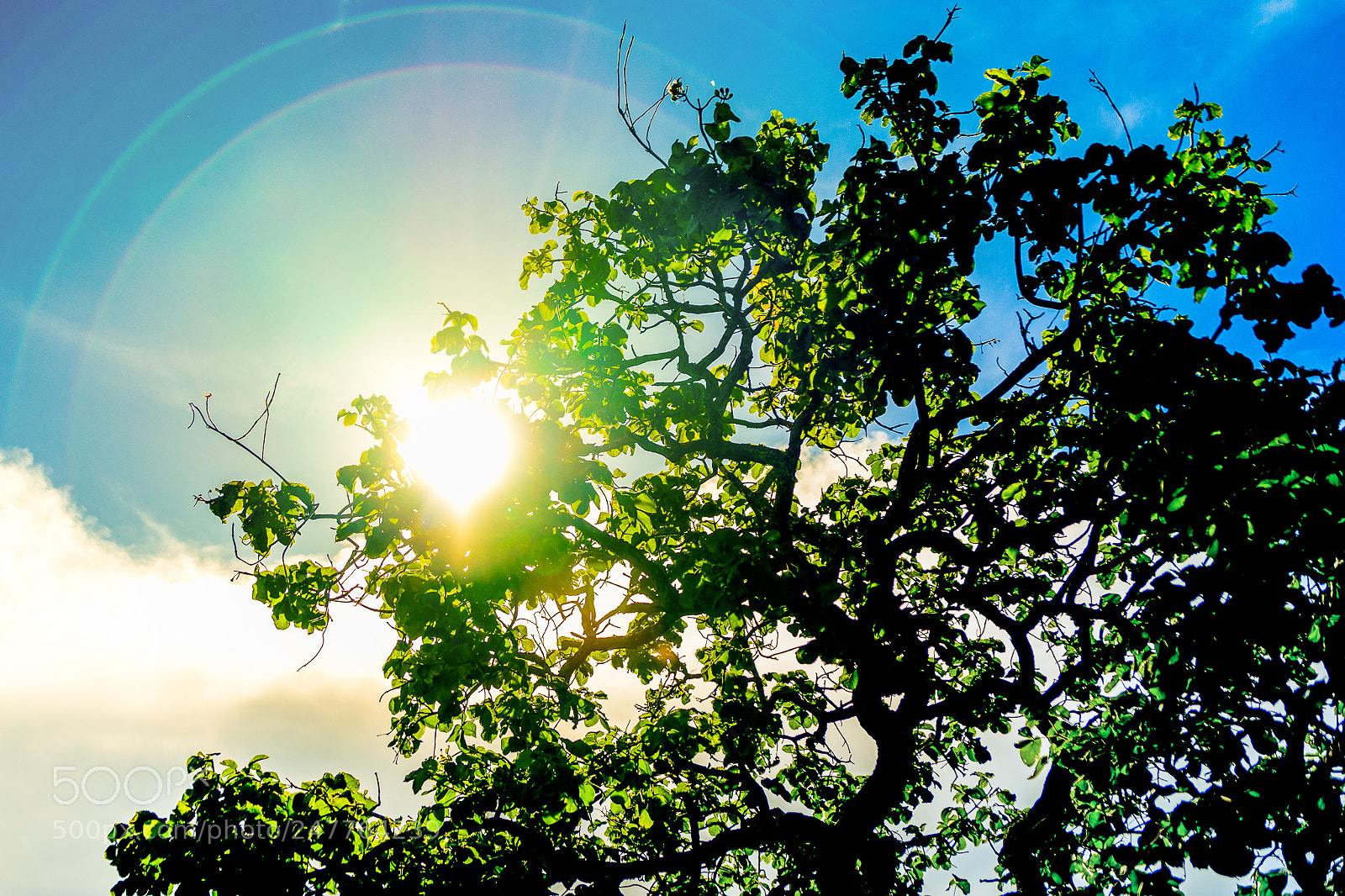 Sony SLT-A99V sample photo. Sun through the eyes photography