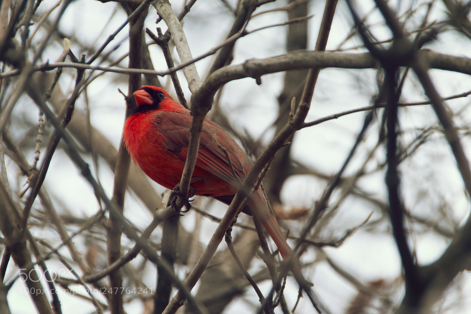 Sony SLT-A65 (SLT-A65V) sample photo. The cardinal photography