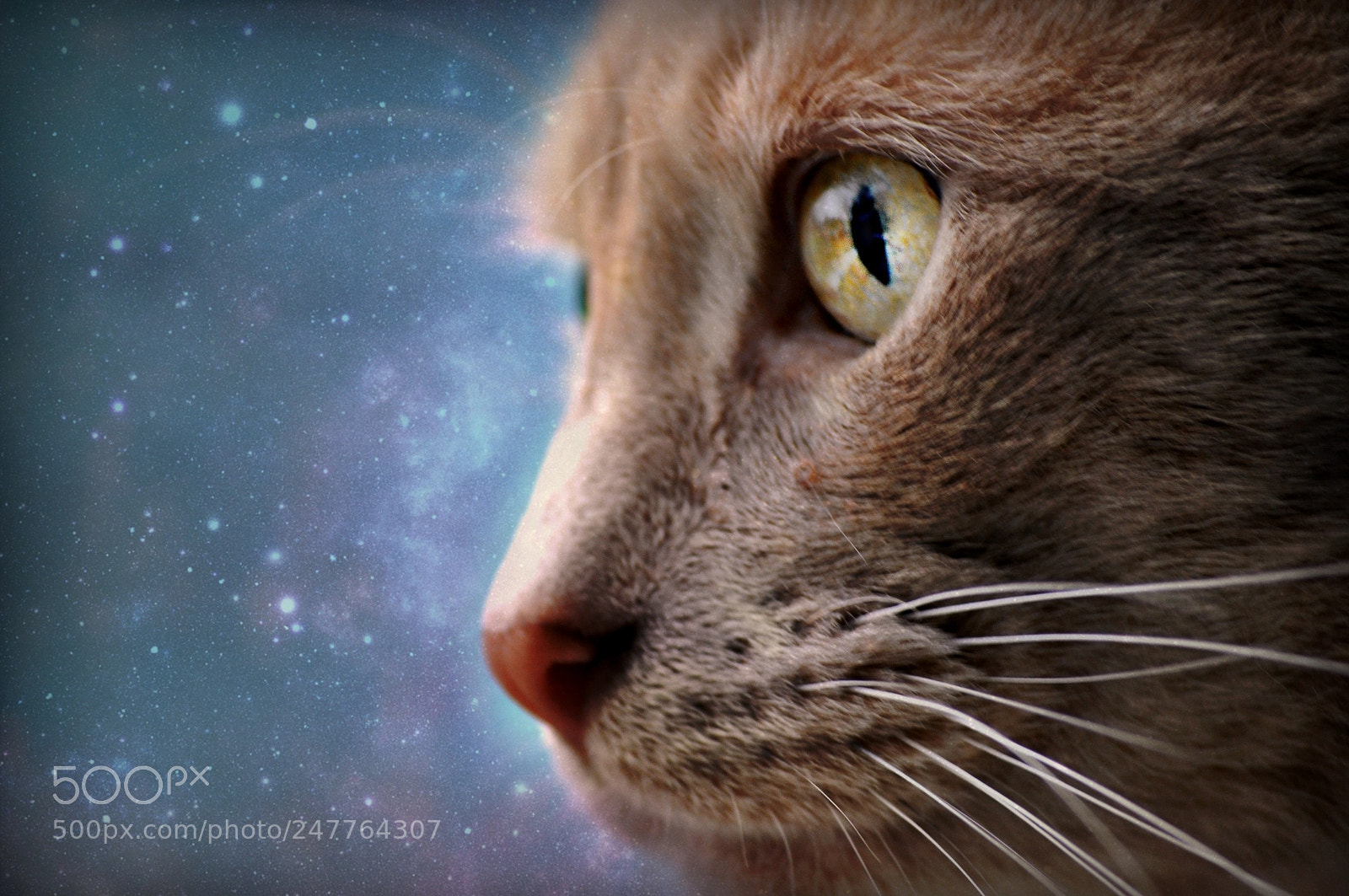 Nikon D5000 sample photo. Cosmic kitty photography