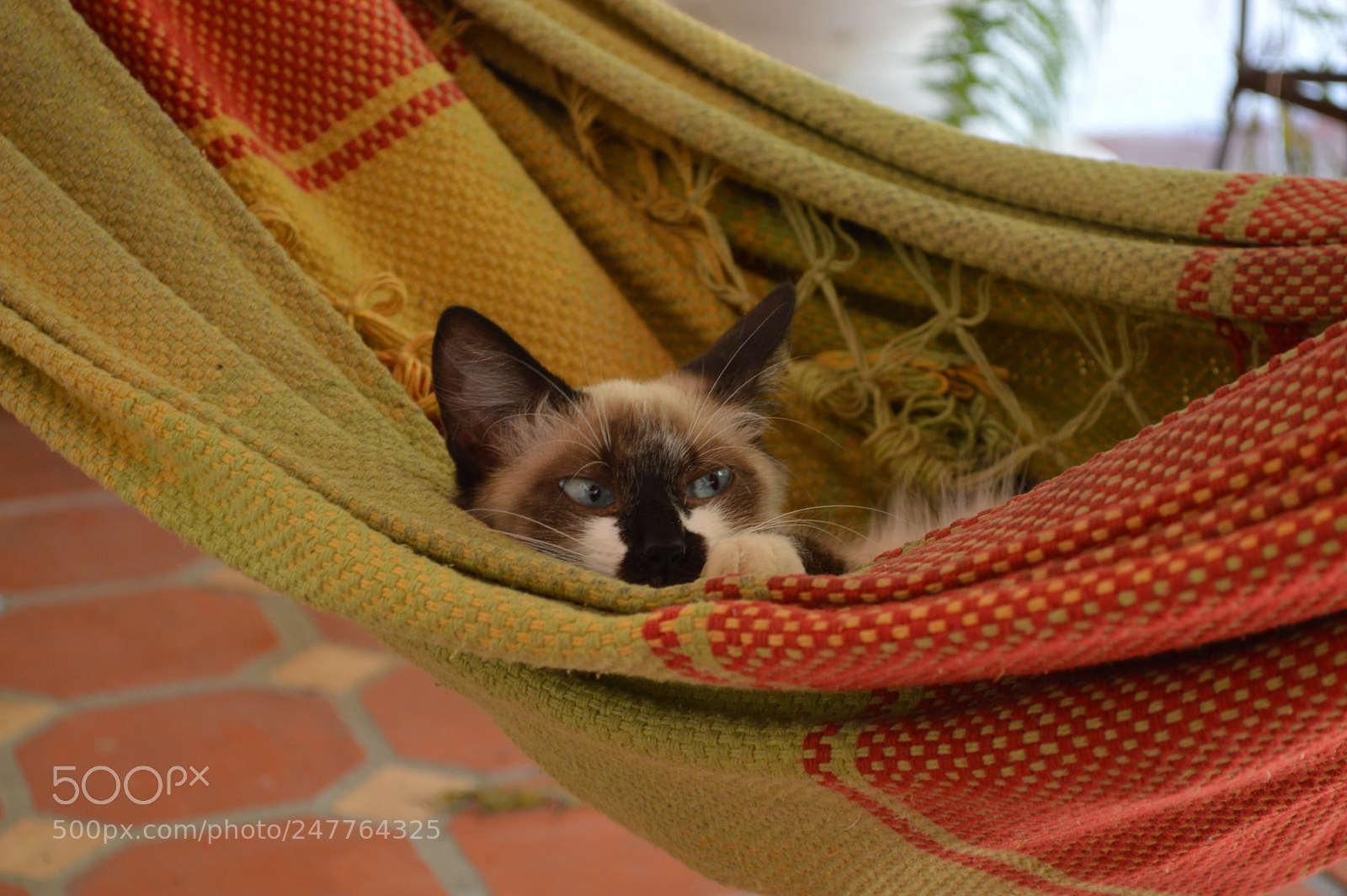 Nikon D3200 sample photo. Kitten discovers a hammock photography