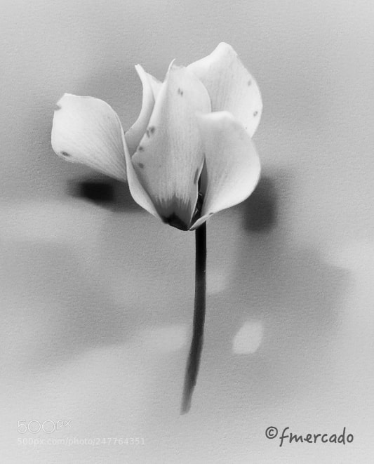 Canon EOS 30D sample photo. Abstract b&w photography