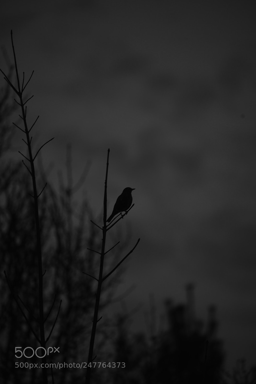 Nikon D800 sample photo. Lonely photography