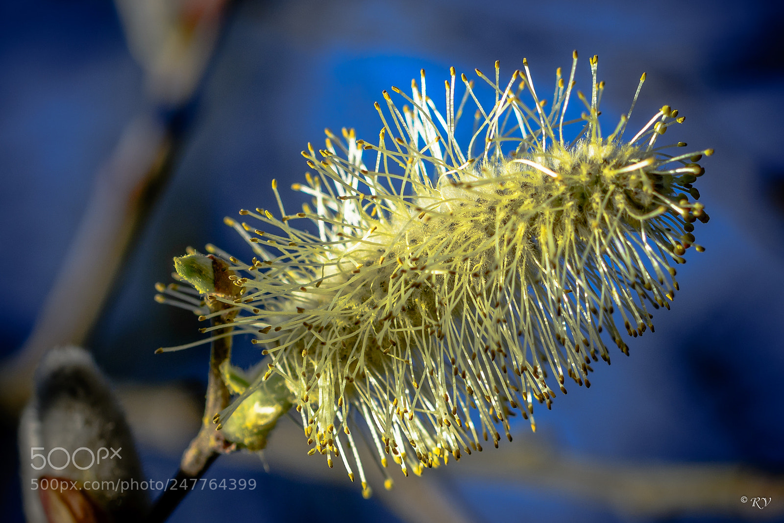 Nikon D7100 sample photo. Flower photography