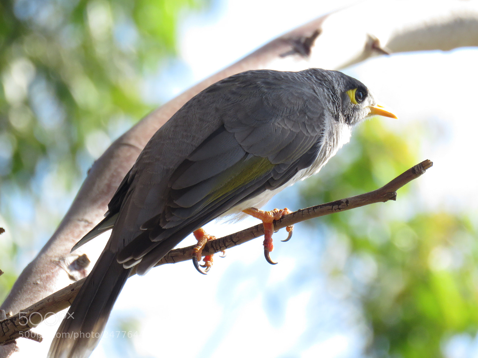 Canon PowerShot SX60 HS sample photo. Australian bird photography