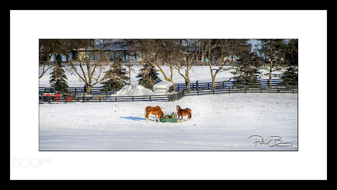 Nikon D850 sample photo. Horses on ranch in photography