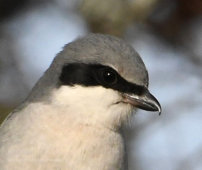 Nikon D500 sample photo. Loggerhead shrike photography