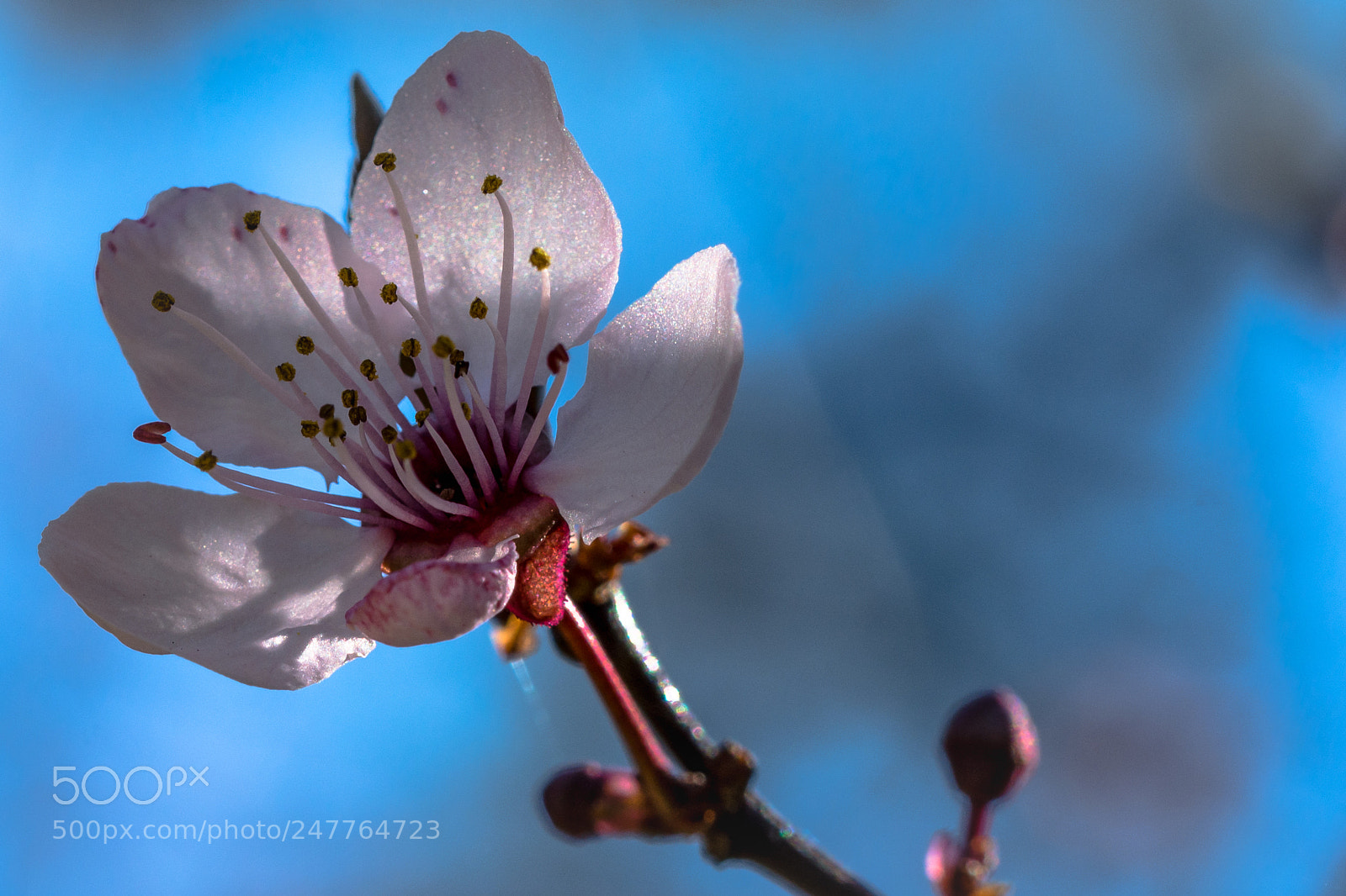Nikon D7100 sample photo. Flower photography