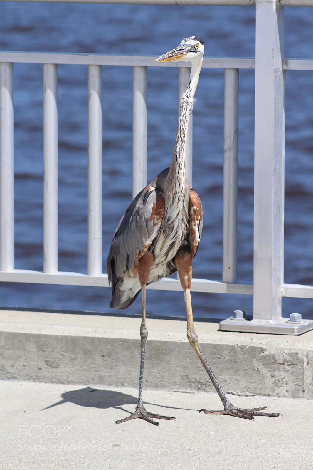 Canon EOS 700D (EOS Rebel T5i / EOS Kiss X7i) sample photo. Bird by the shore photography