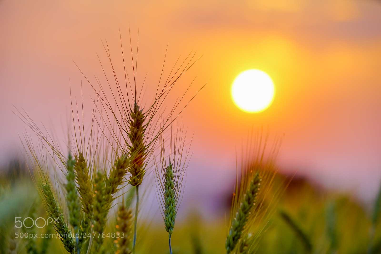 Sony a7R II sample photo. Barley field in golden photography