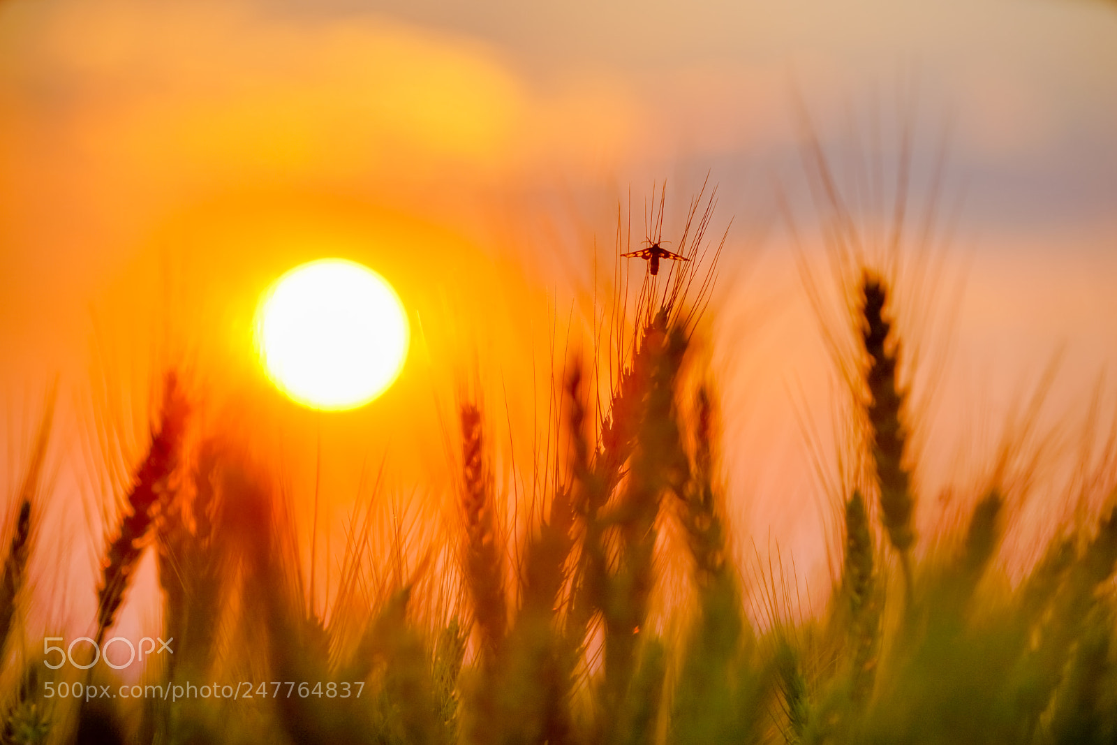 Sony a7R II sample photo. Barley field in golden photography
