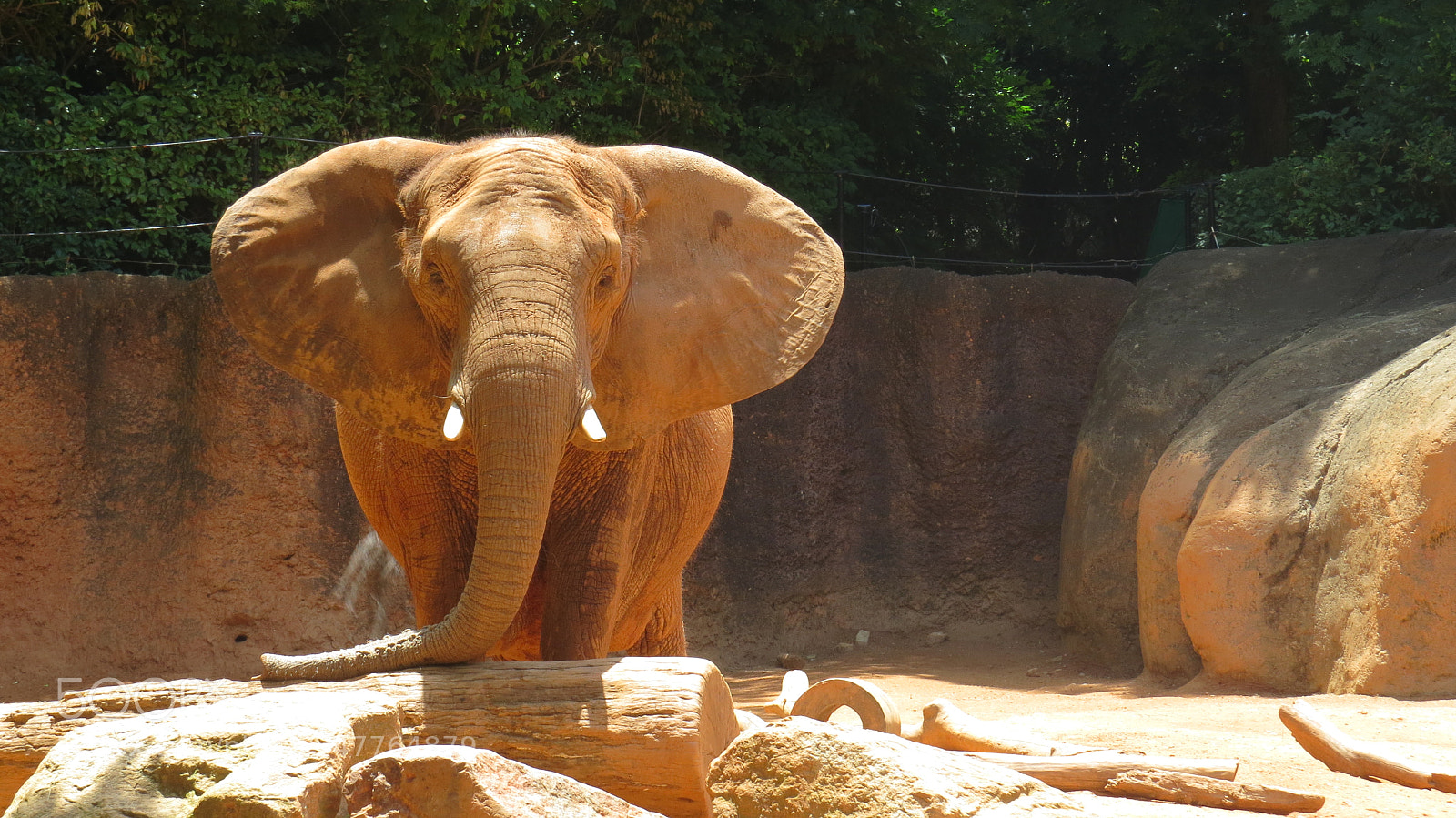 Canon PowerShot SX50 HS sample photo. Elephant photography