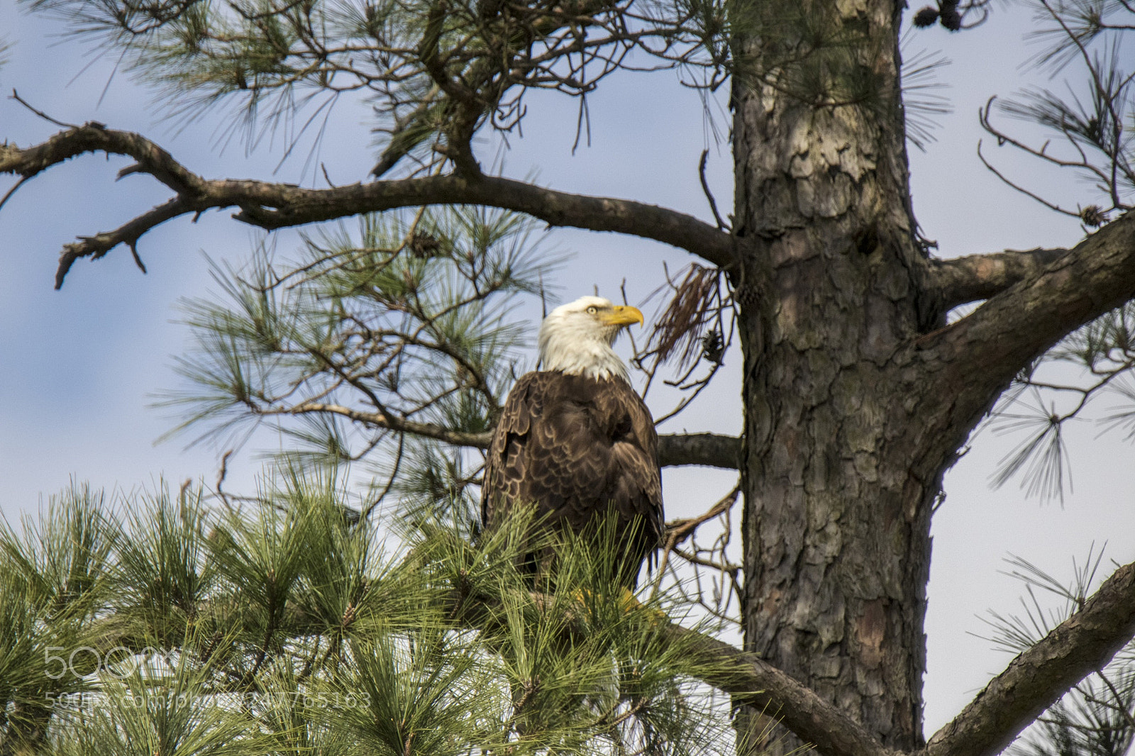 Canon EOS 80D sample photo. Standing guard near the photography