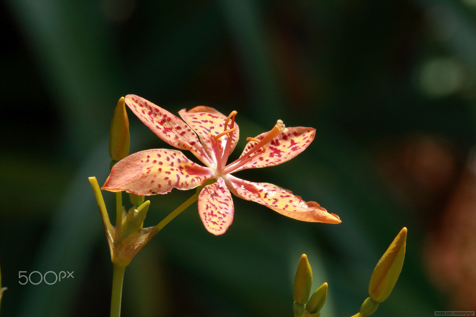 Canon EF-S 55-250mm F4-5.6 IS STM sample photo. Leopard flower photography
