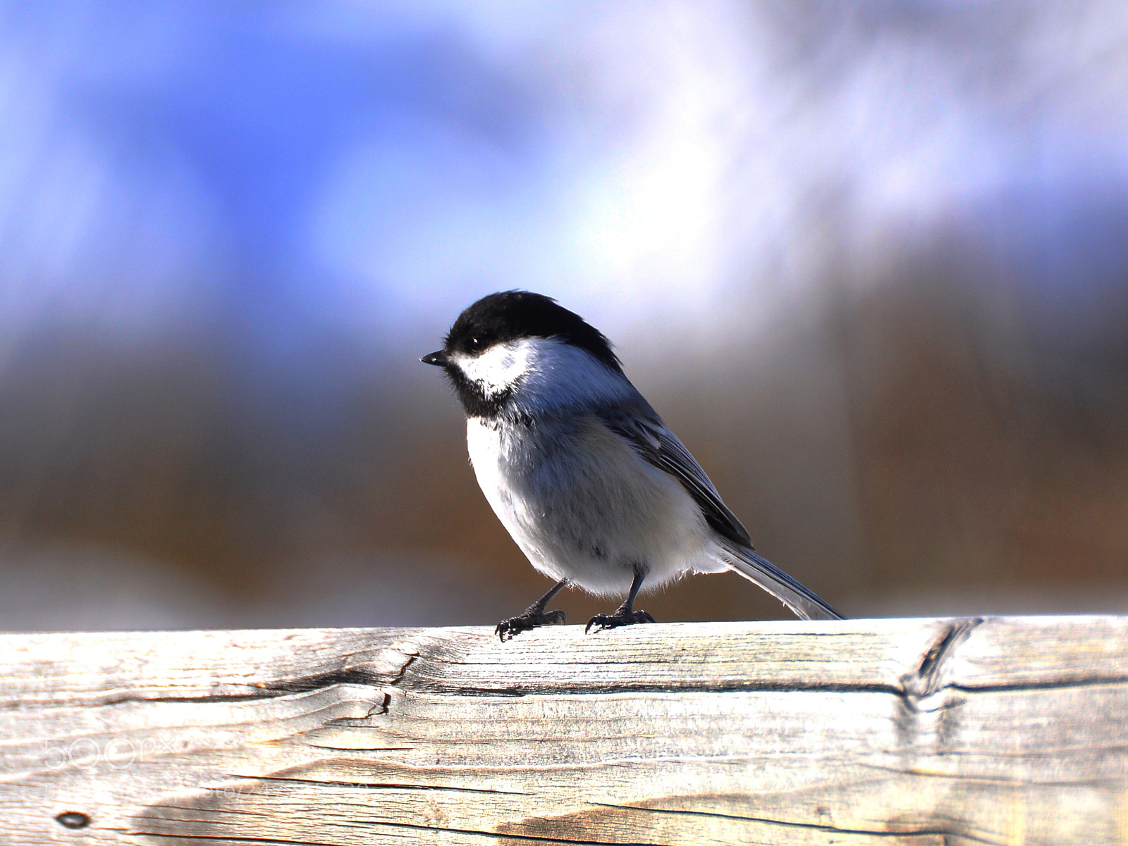 Nikon D90 sample photo. Chickadee photography