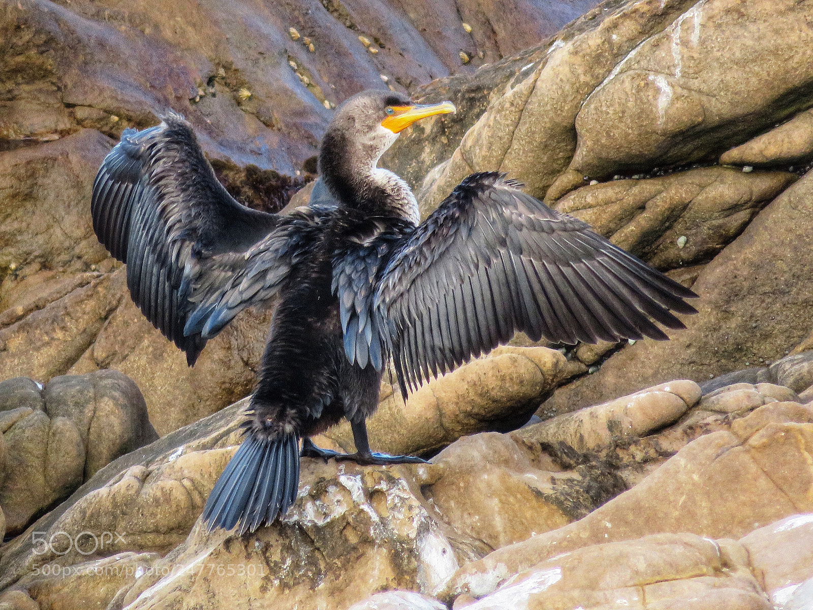 Canon PowerShot SX720 HS sample photo. Cormorant drying wings photography