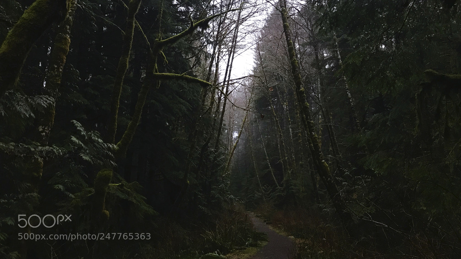 Apple iPhone 7 sample photo. Fog covered path -horn photography