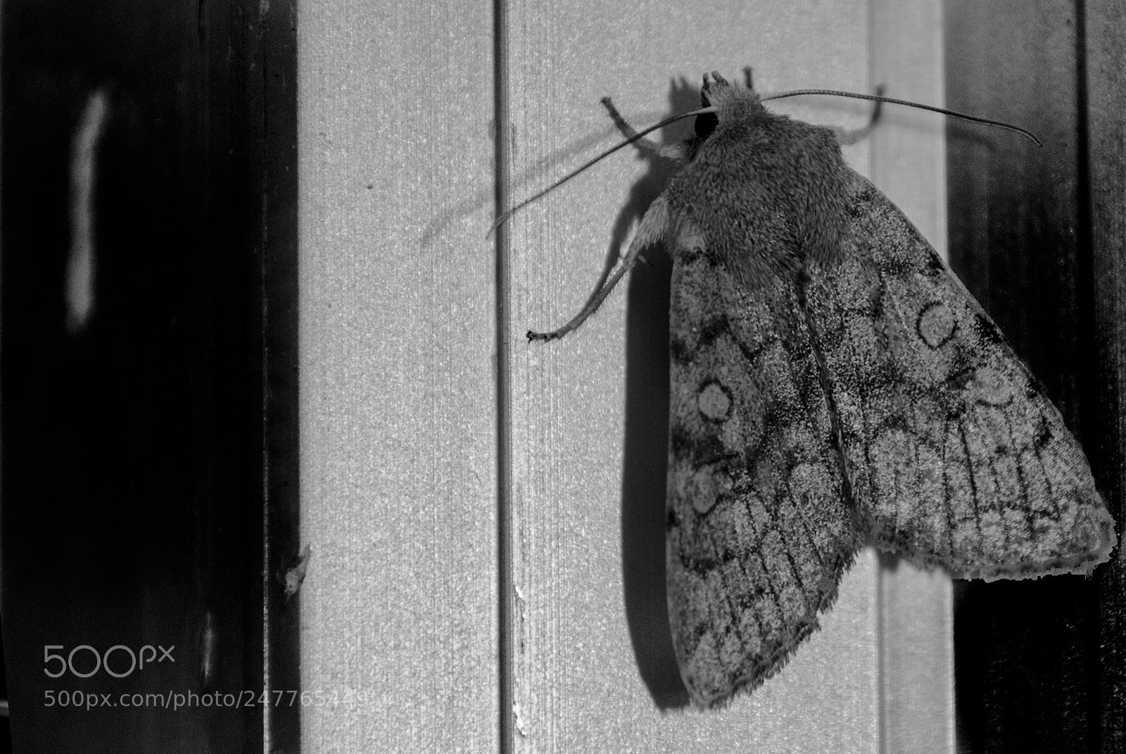 Nikon D60 sample photo. Butterfly photography