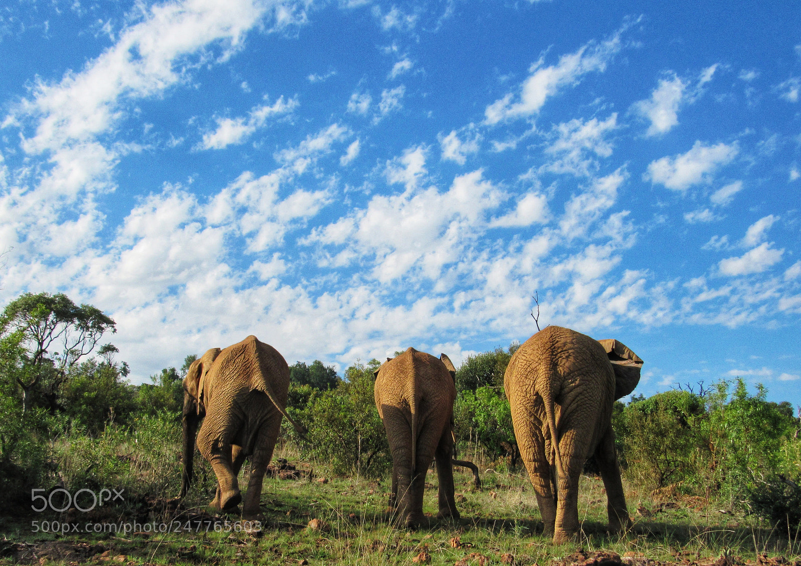 Canon PowerShot SX520 HS sample photo. Elephants photography