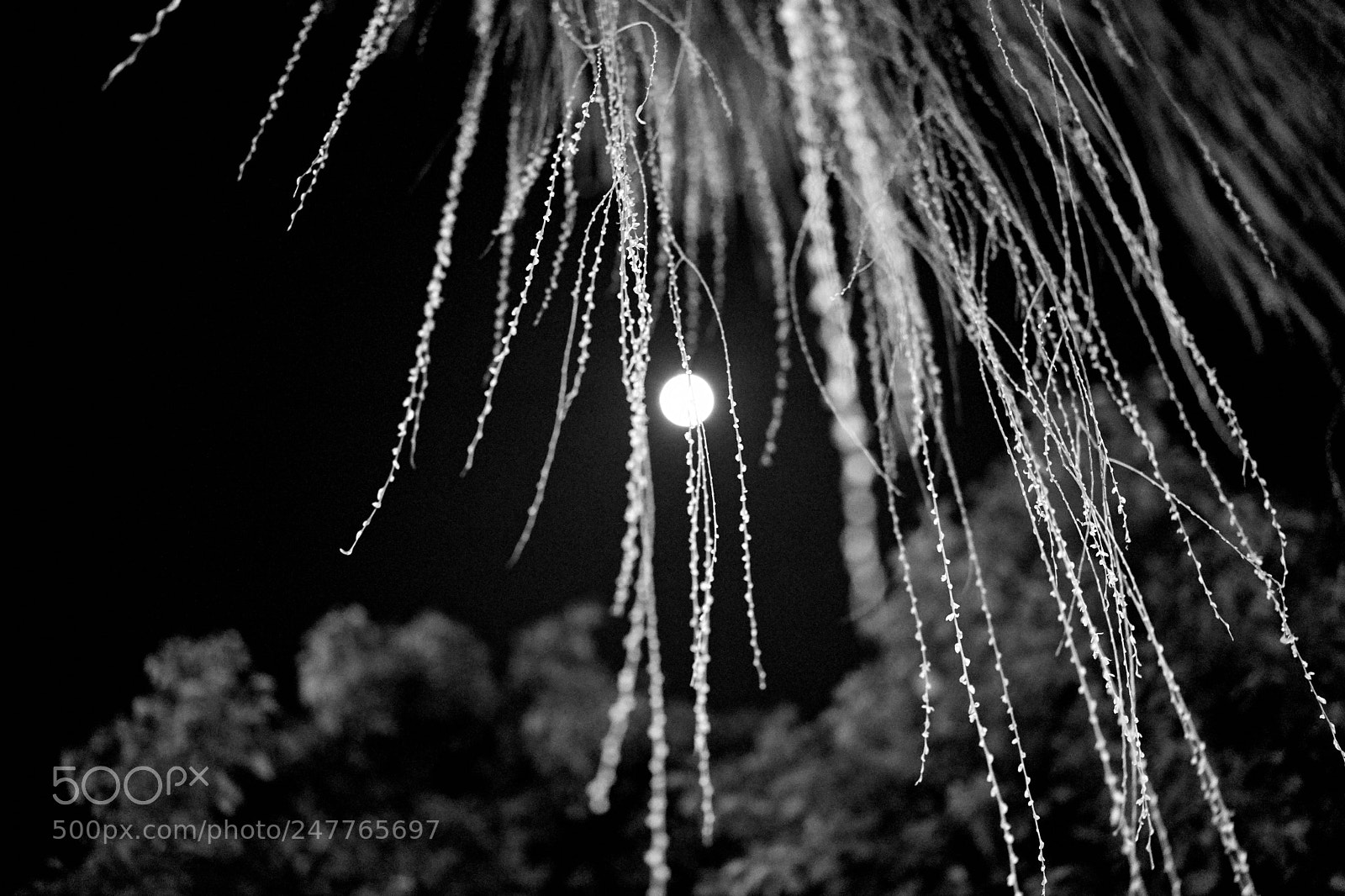 Sony a7 II sample photo. 月光之丝 photography