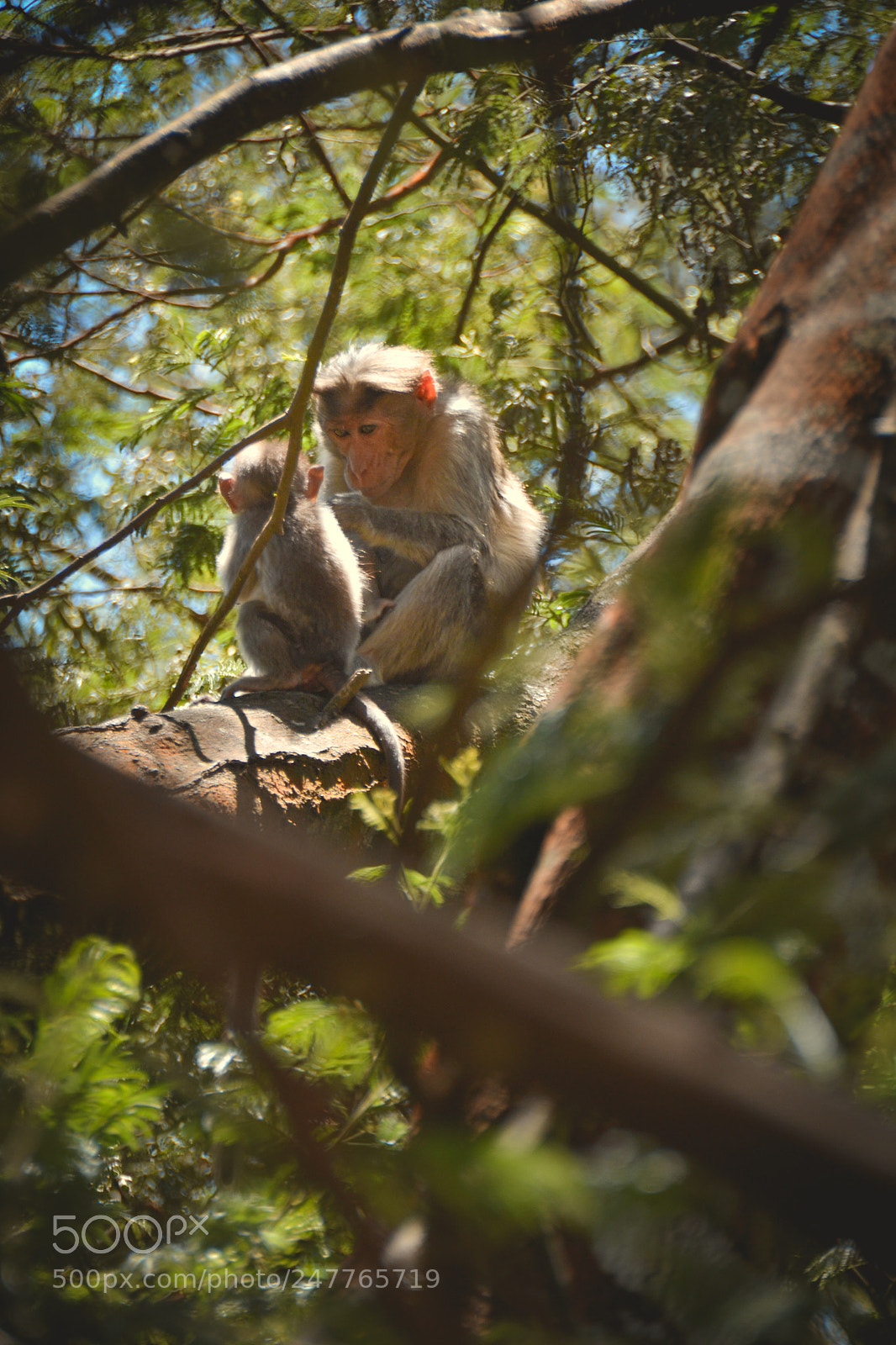 Nikon D3100 sample photo. Indian monkey photography