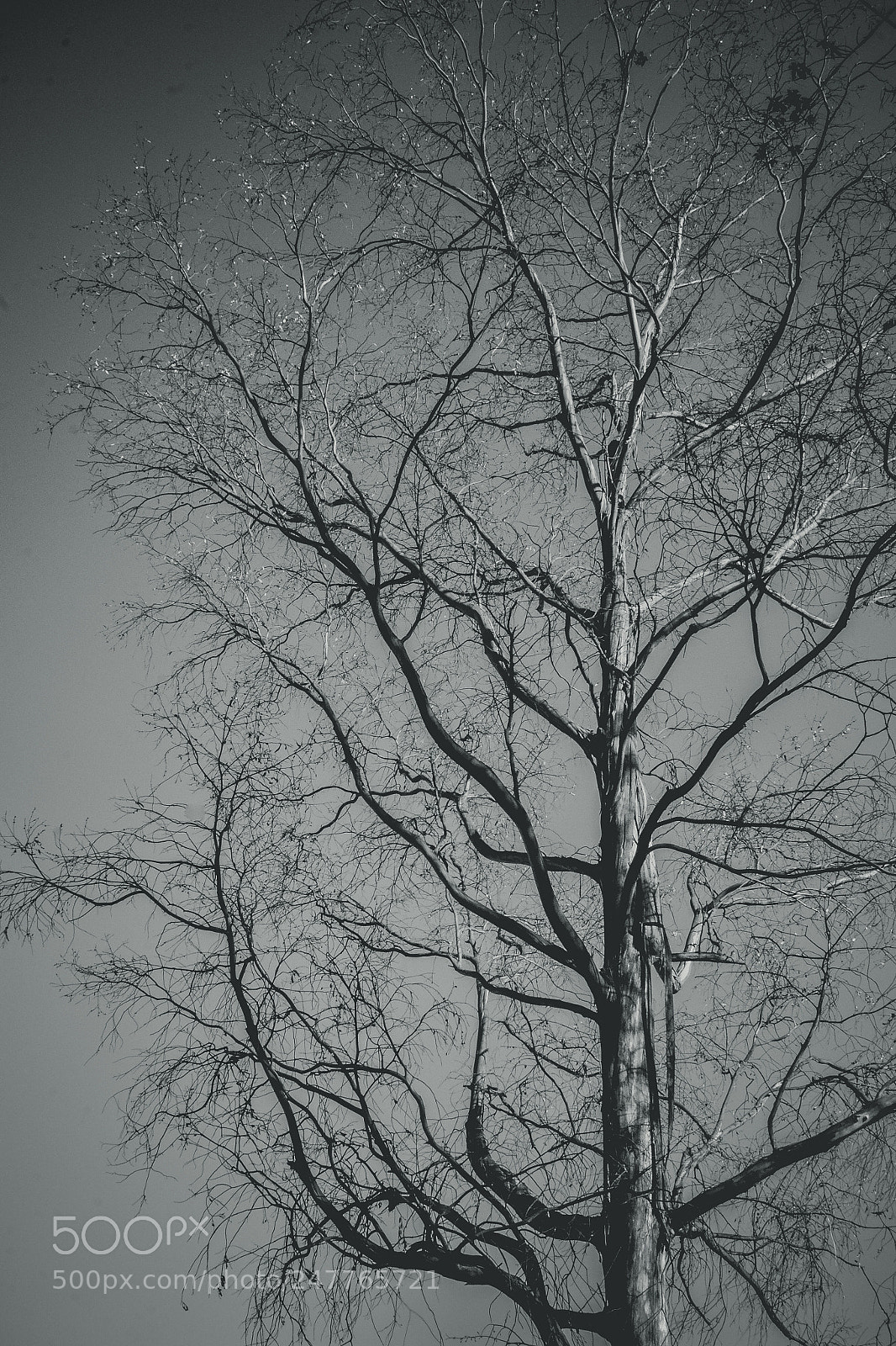 Nikon D3100 sample photo. Branched photography