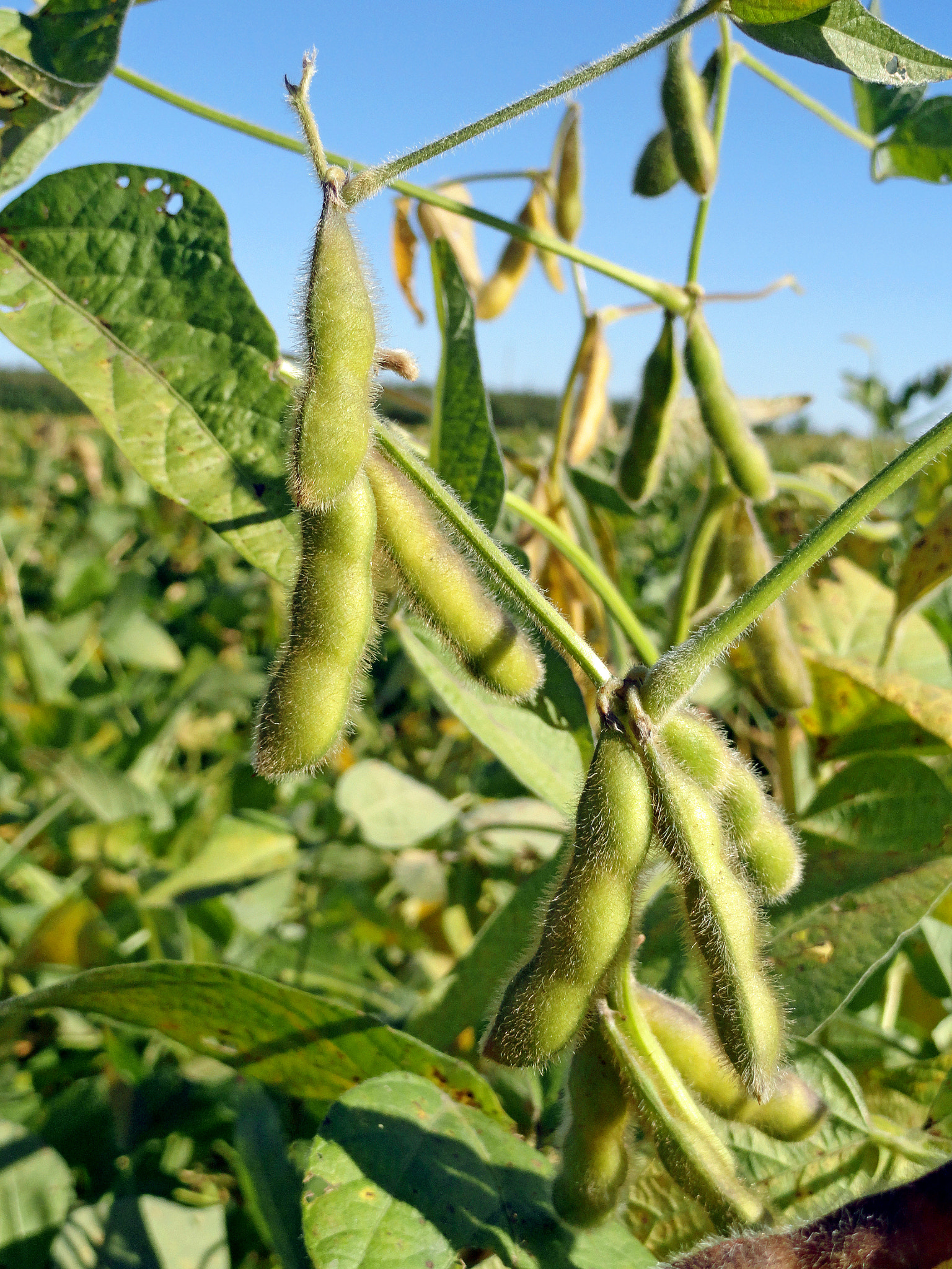 Sony Cyber-shot DSC-H70 sample photo. Soybeans in autumn photography