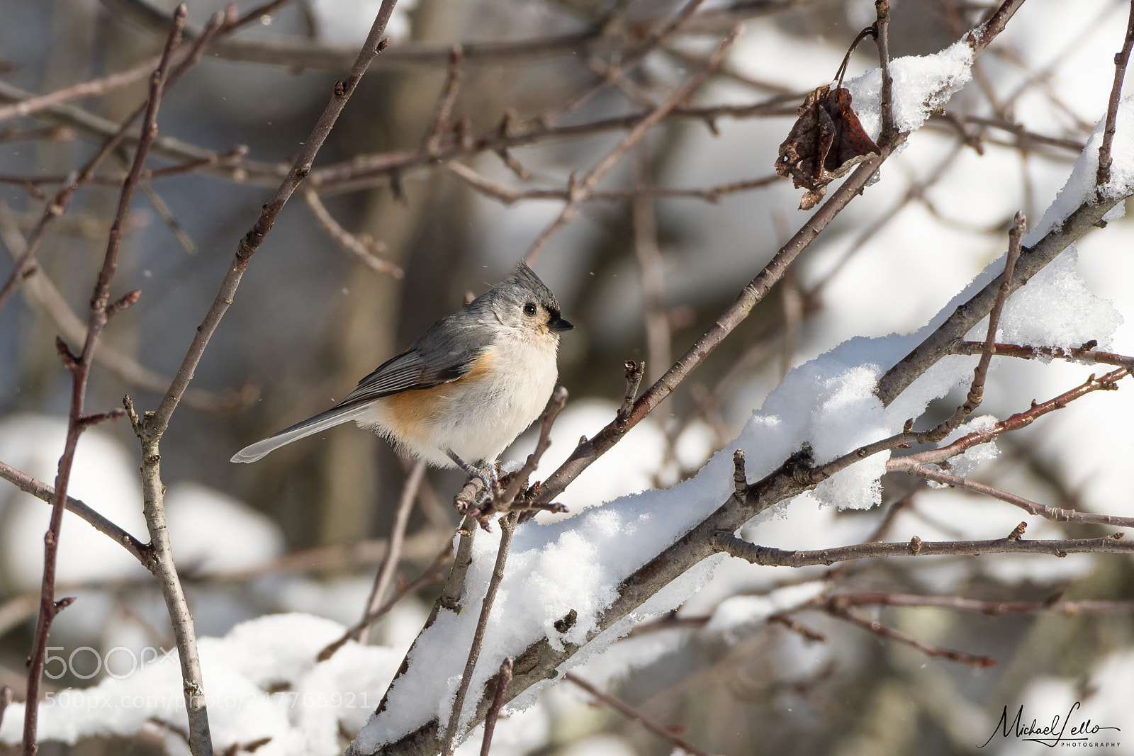 Nikon D500 sample photo. Tufted titmouse photography