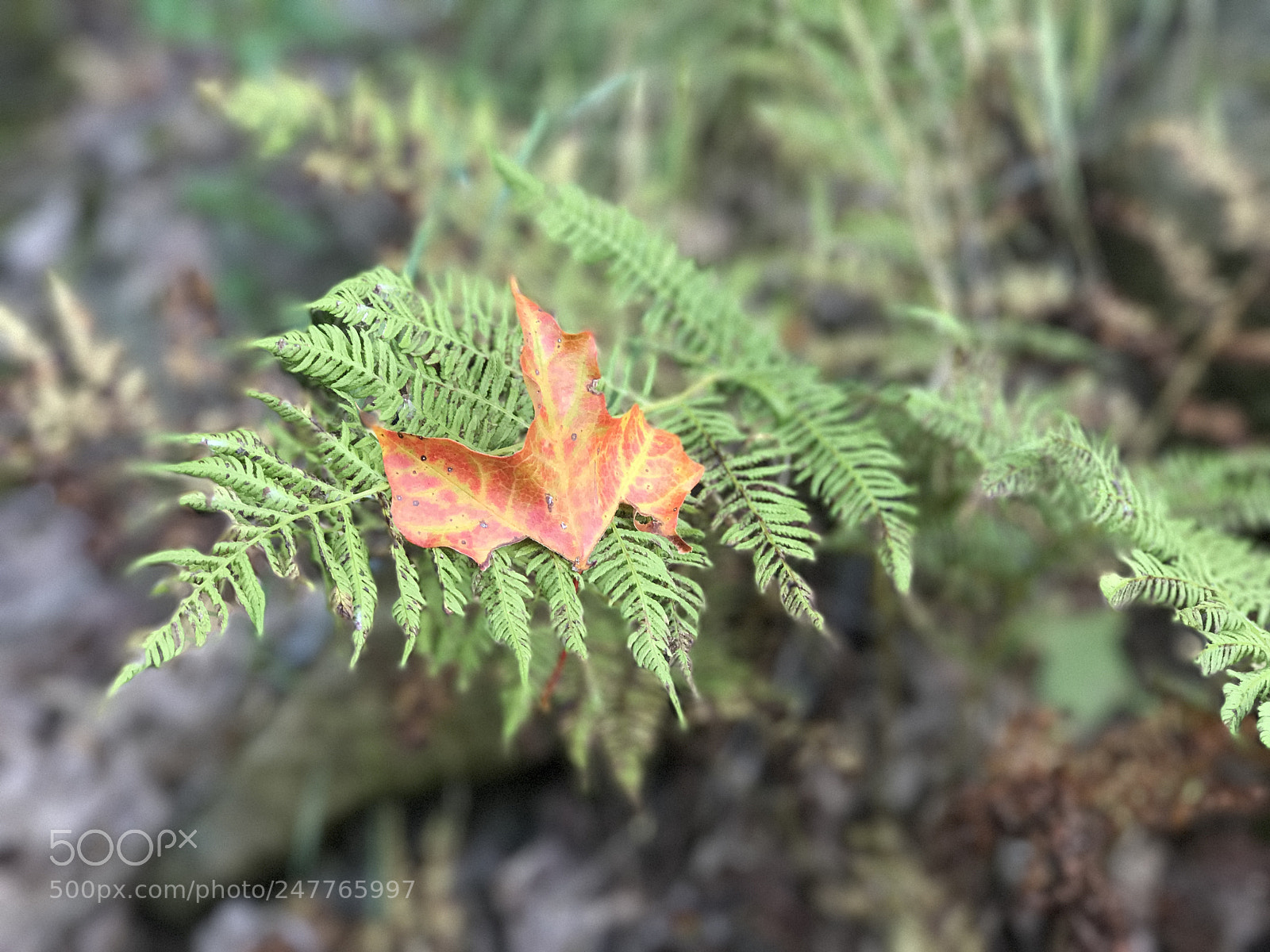 Apple iPhone 7 Plus sample photo. Woods inthe fall photography