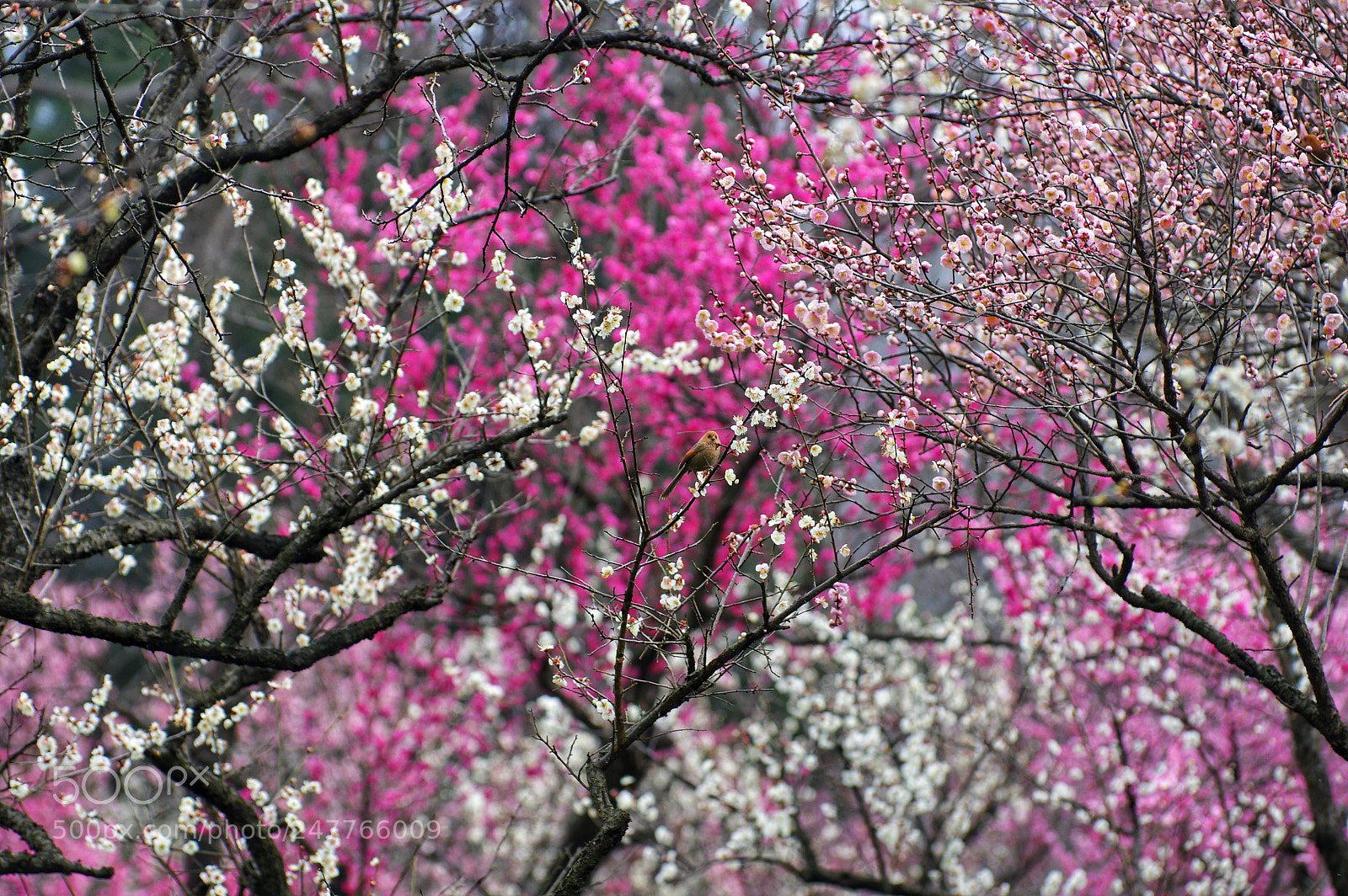 Pentax K-3 II sample photo. Untitled photography