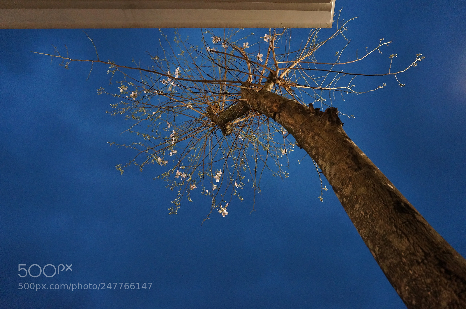 Sony Alpha NEX-5N sample photo. Untitled photography