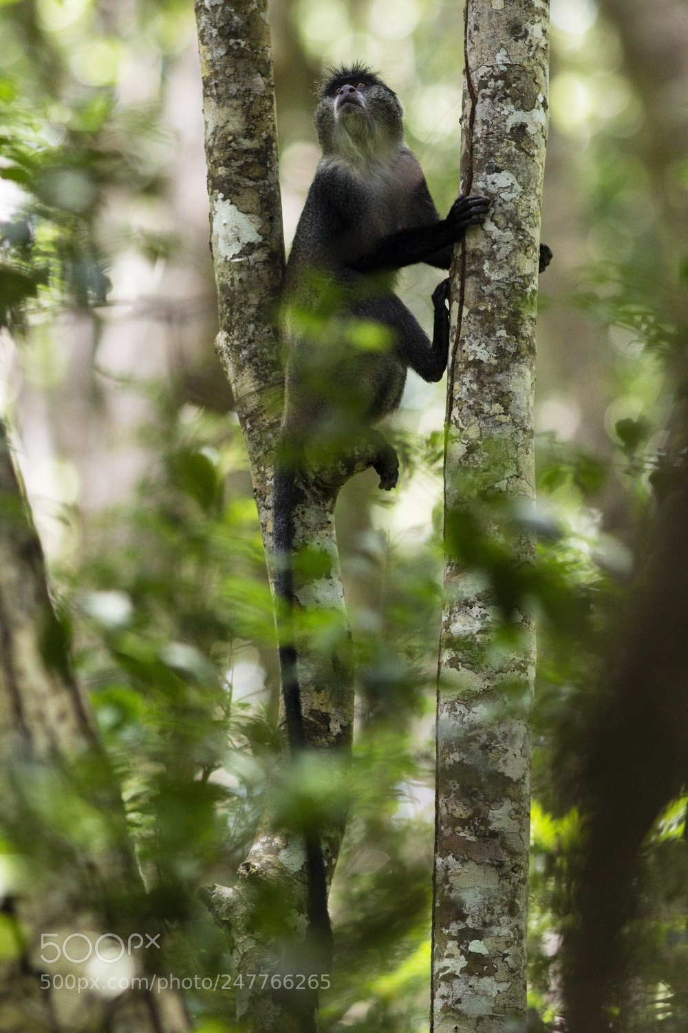 Canon EOS 600D (Rebel EOS T3i / EOS Kiss X5) sample photo. Cercopithecus albogularis photography