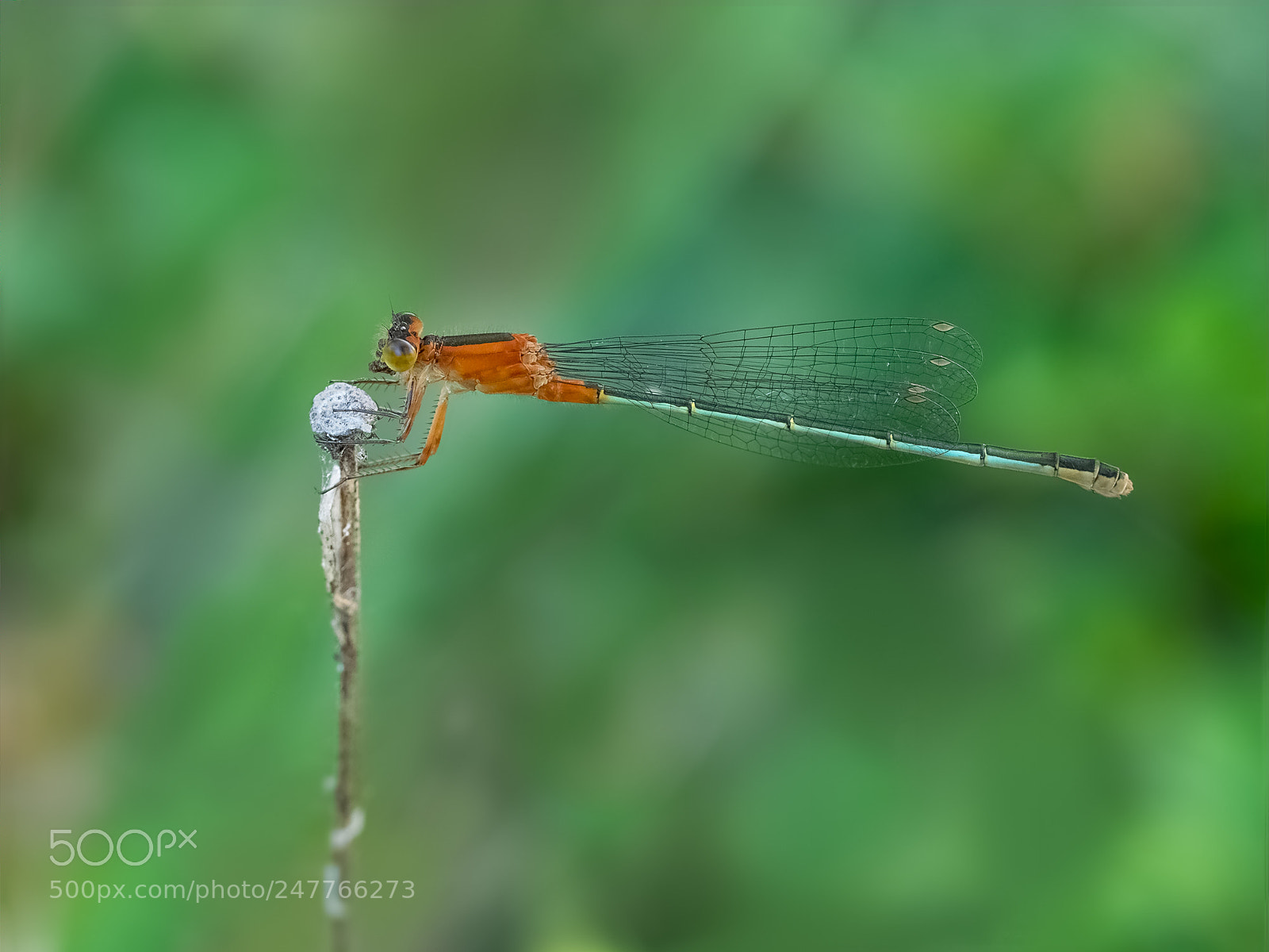 Olympus OM-D E-M1 sample photo. Ischnura ramburii ( female ) photography