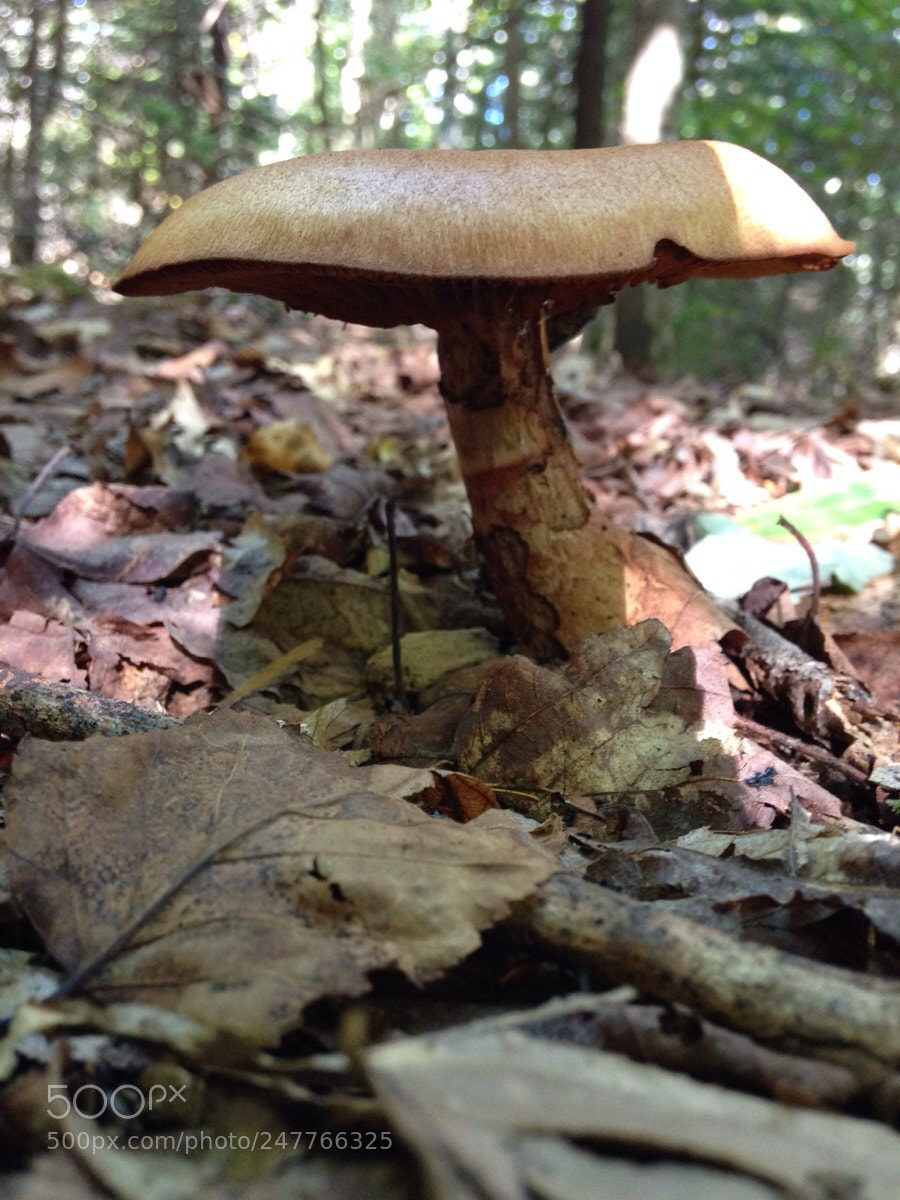 Apple iPhone 5 sample photo. Fungus in the woods photography