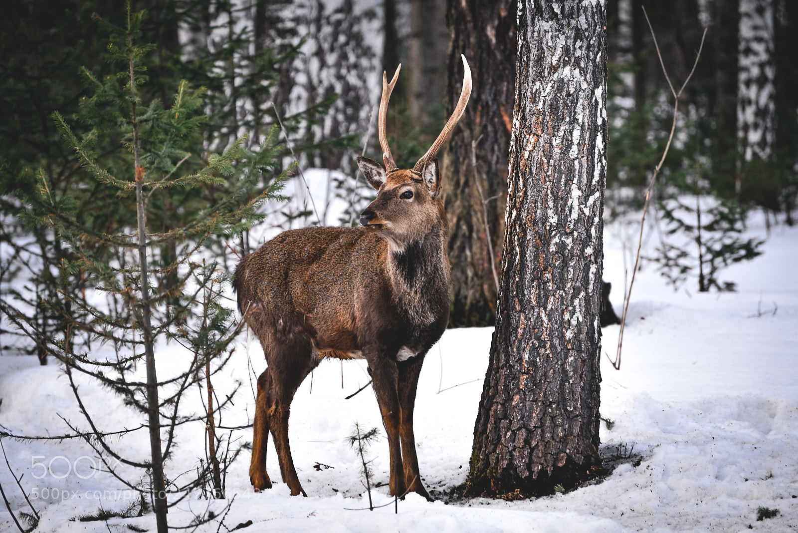 Nikon D610 sample photo. Deer photography