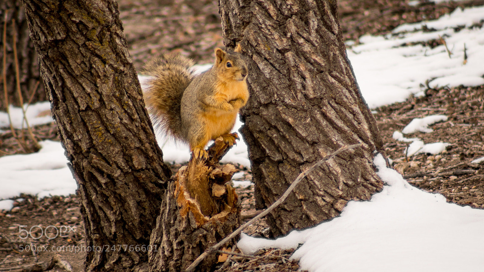 Sony a6300 sample photo. Tree squirrel photography