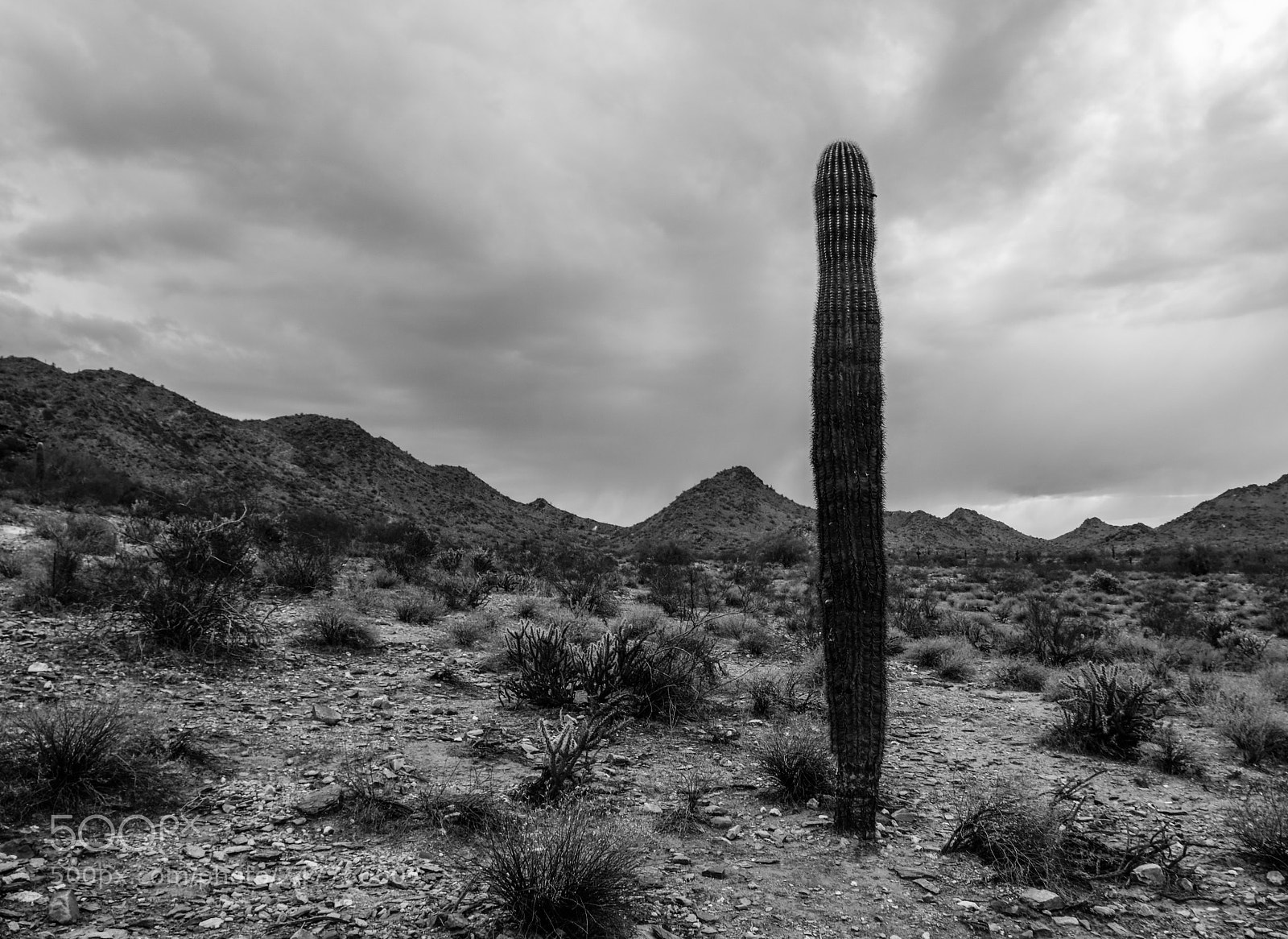 Fujifilm X-E3 sample photo. Cactus in phoenix photography