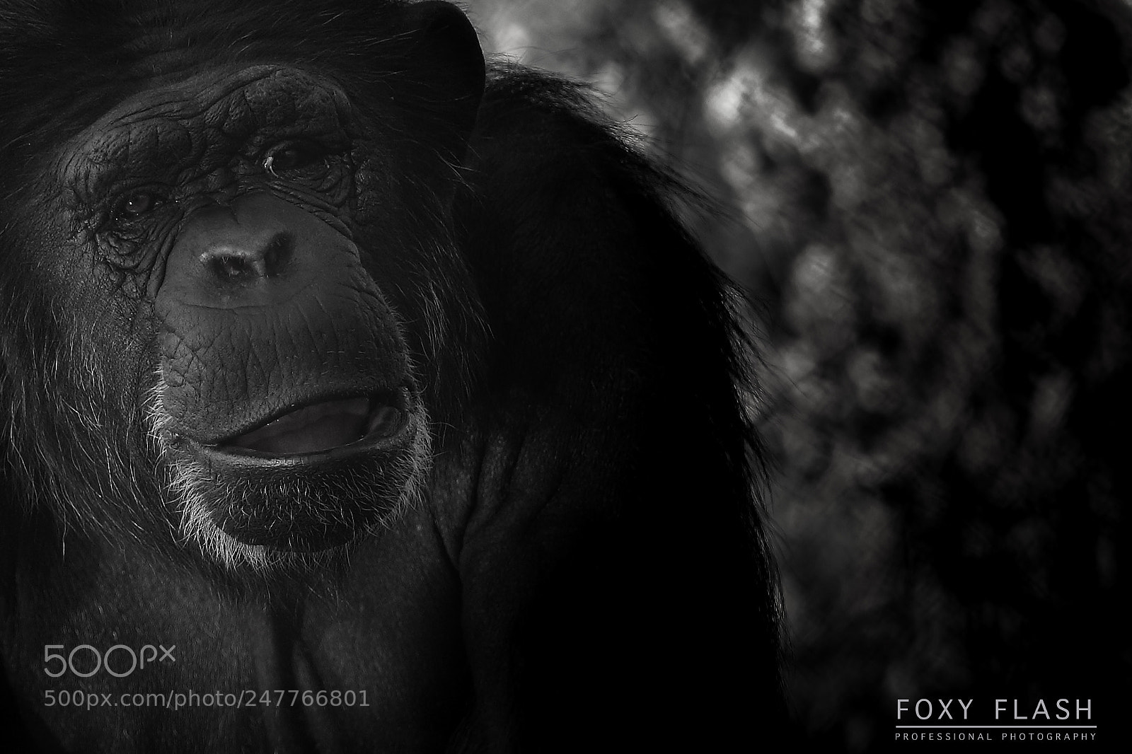 Canon EOS 700D (EOS Rebel T5i / EOS Kiss X7i) sample photo. Gorilla photography